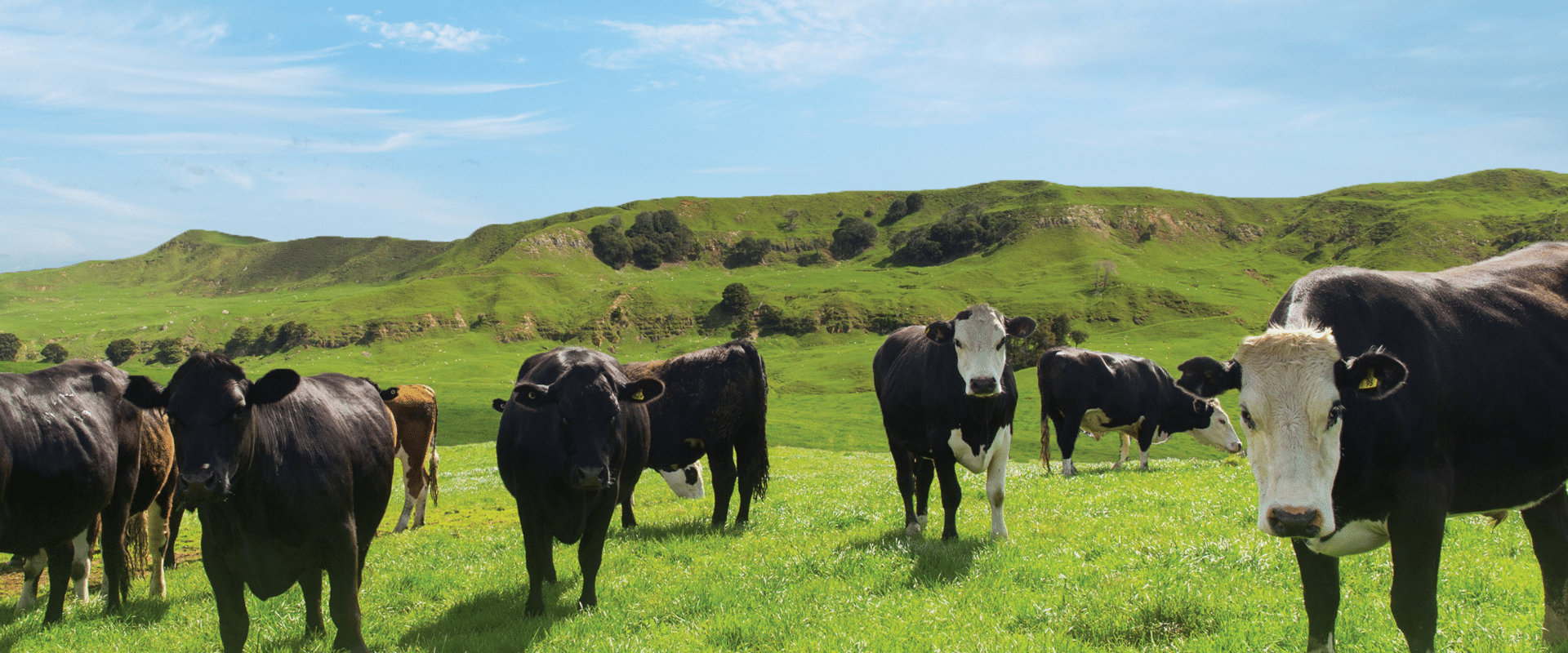 Sustainable Food Sources
